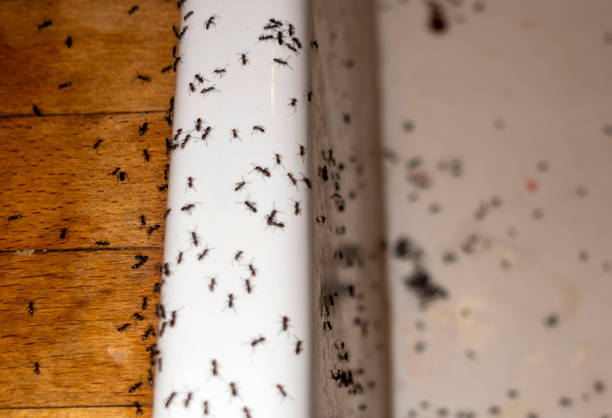 Best Flea Control Services  in Mount Olive, AL
